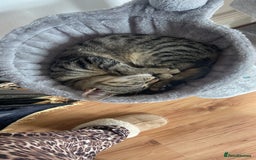Bengal cats for sale: Beautiful Loving Boy  - Image 6