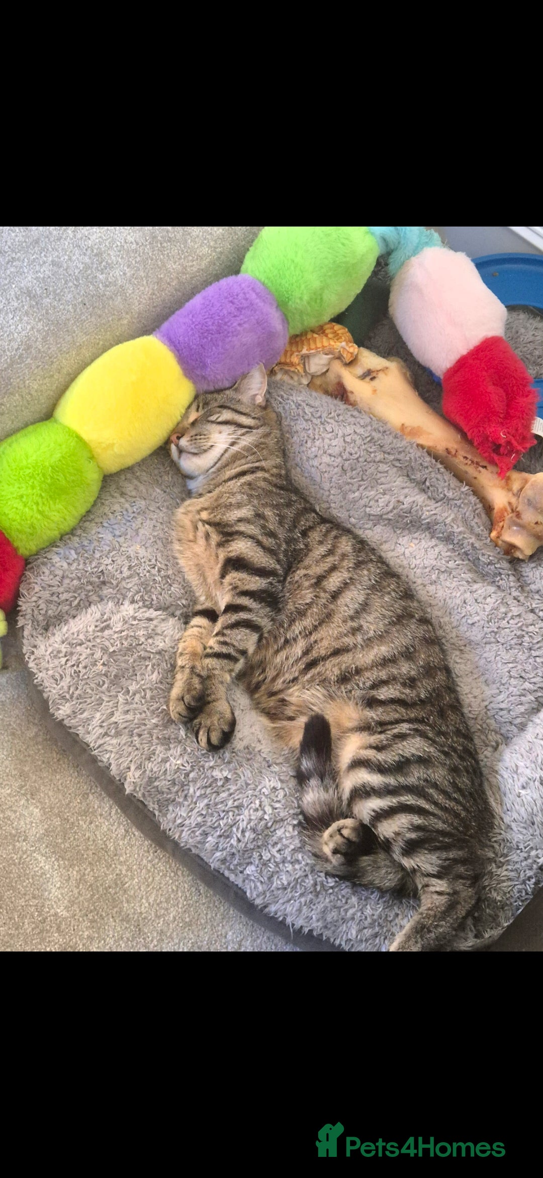 Maine Coon cats for sale: 3 cats looking for a loving home - Image 16