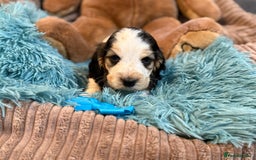 Cocker Spaniel dogs for sale: Beautiful cocker spaniels DNA clear  - Image 13