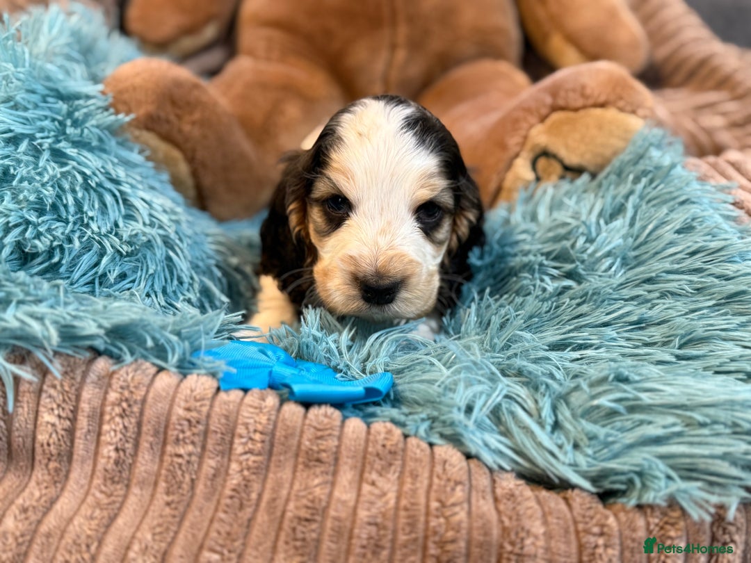 Cocker Spaniel dogs for sale: Beautiful cocker spaniels DNA clear  - Image 13