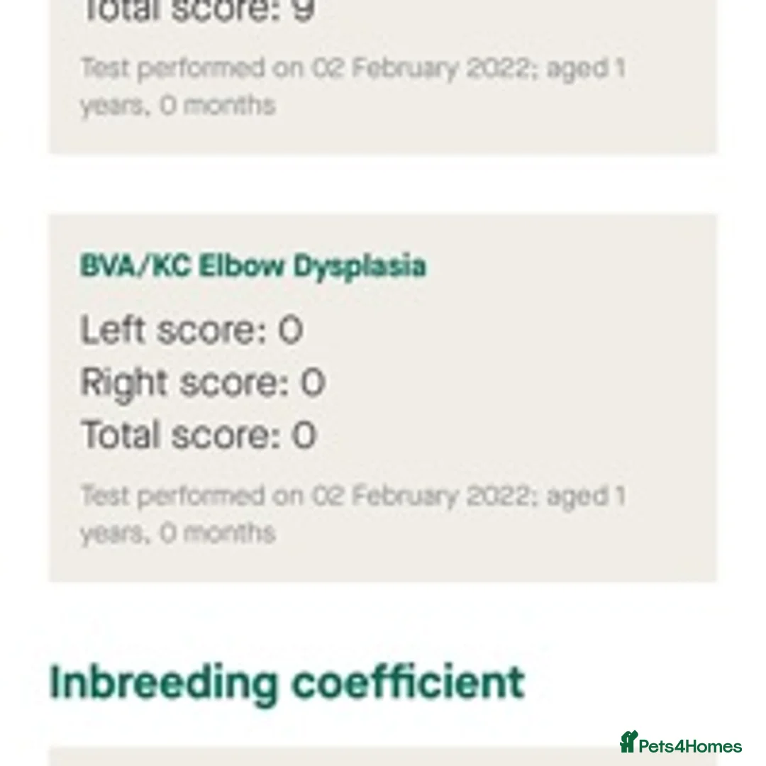 Cocker Spaniel dogs for stud: Working Cocker Gonio✅BVA eye tested✅ Hips/Elbows✅ in Pickering - Advert 9