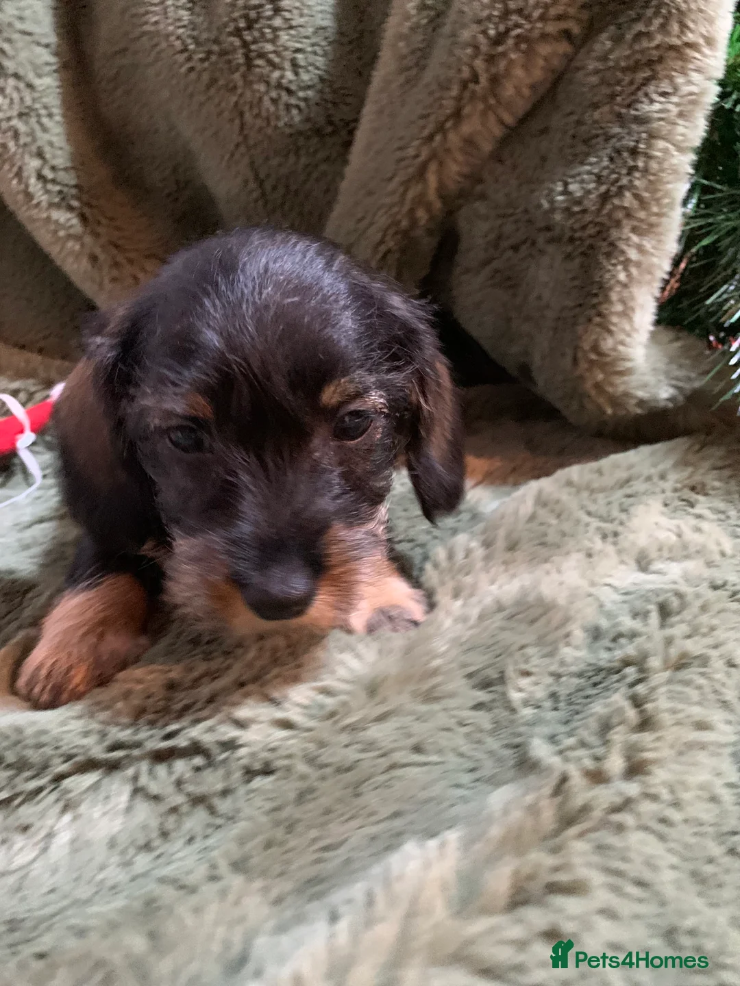 Miniature Dachshund dogs for sale: Miniature wirehaired daschunds - Advert 16
