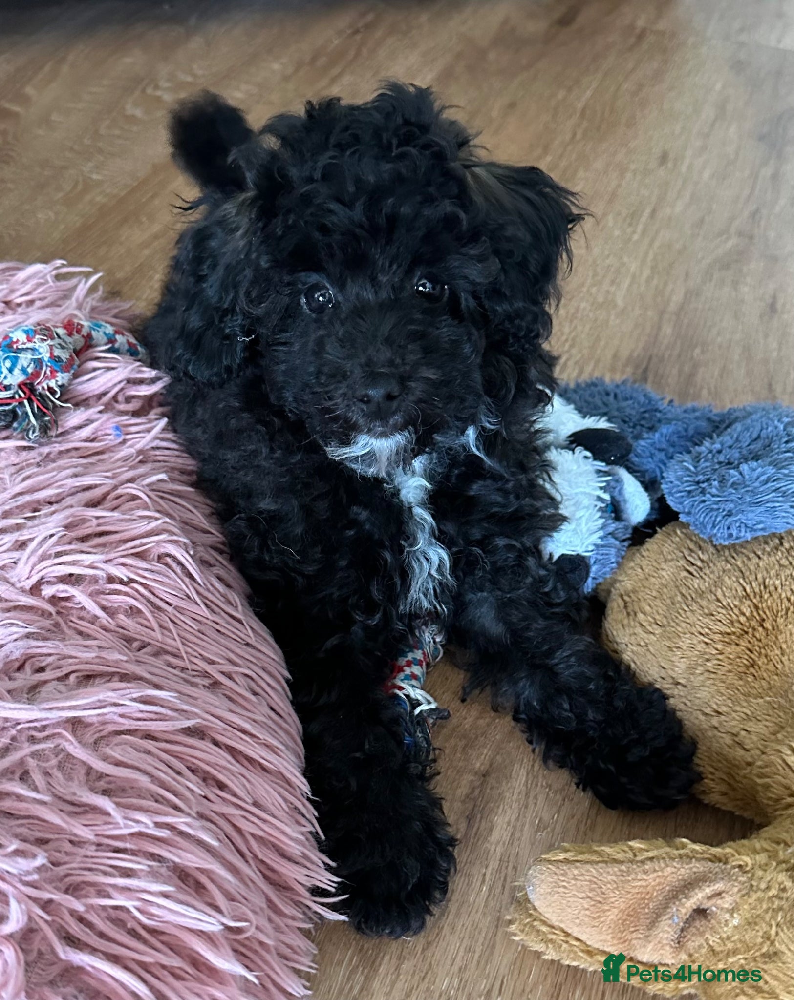 Toy Poodle dogs Adorable K.C.Reg tiny Toy Poodle puppy - Advert 2