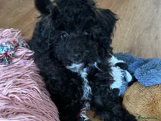 Toy Poodle dogs Adorable K.C.Reg tiny Toy Poodle puppy - Advert 1