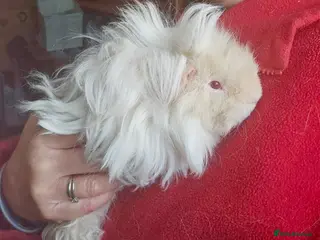 Guinea Pig rodents Bonded boar pedigree guinea pigs - Advert 5