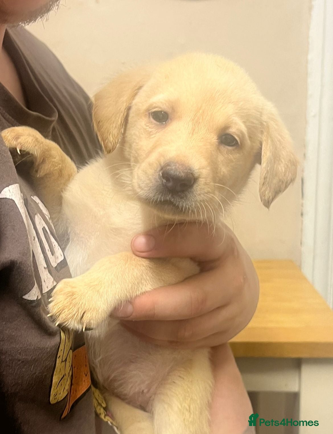 Labrador Retriever dogs 🐾❤️Beautiful Labrador puppies❤️🐾 - Advert 15