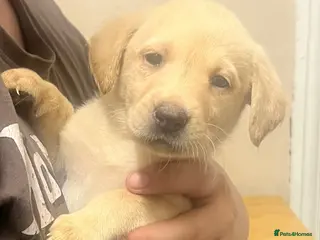 Labrador Retriever dogs 🐾❤️Beautiful Labrador puppies❤️🐾 - Advert 15