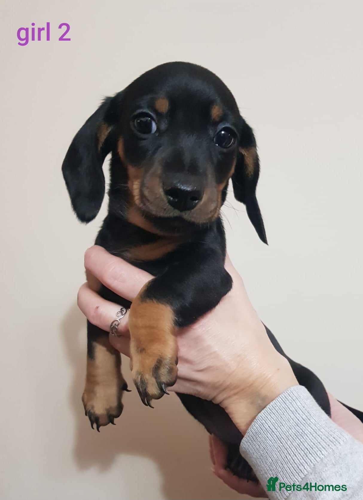 Miniature Dachshund dogs KC miniature dachshund puppies READY NOW - Advert 2