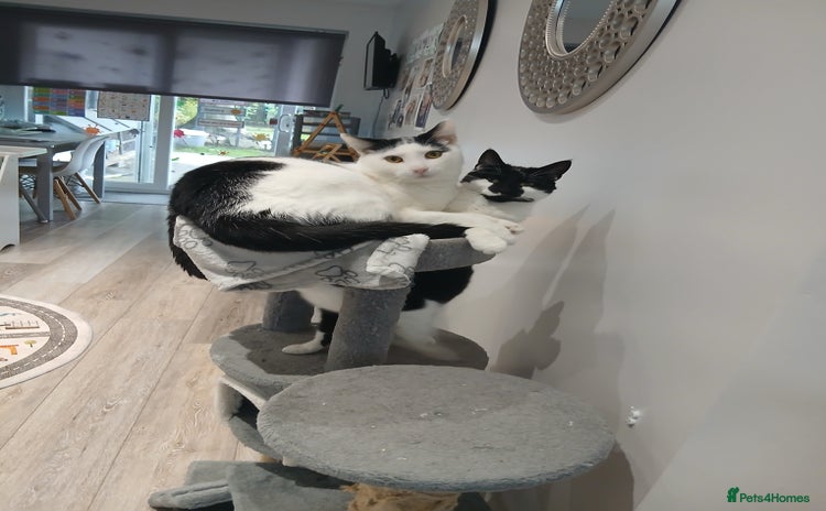 Domestic Shorthair cats - Advert 2