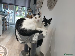 Domestic Shorthair cats - Advert 2