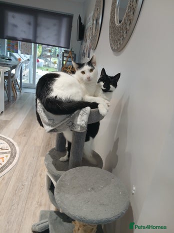 Domestic Shorthair cats - Advert 2