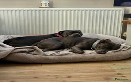 Staffordshire Bull Terrier dogs for sale: 6 Beautiful Staffordshire bull terrier puppies, - Image 4