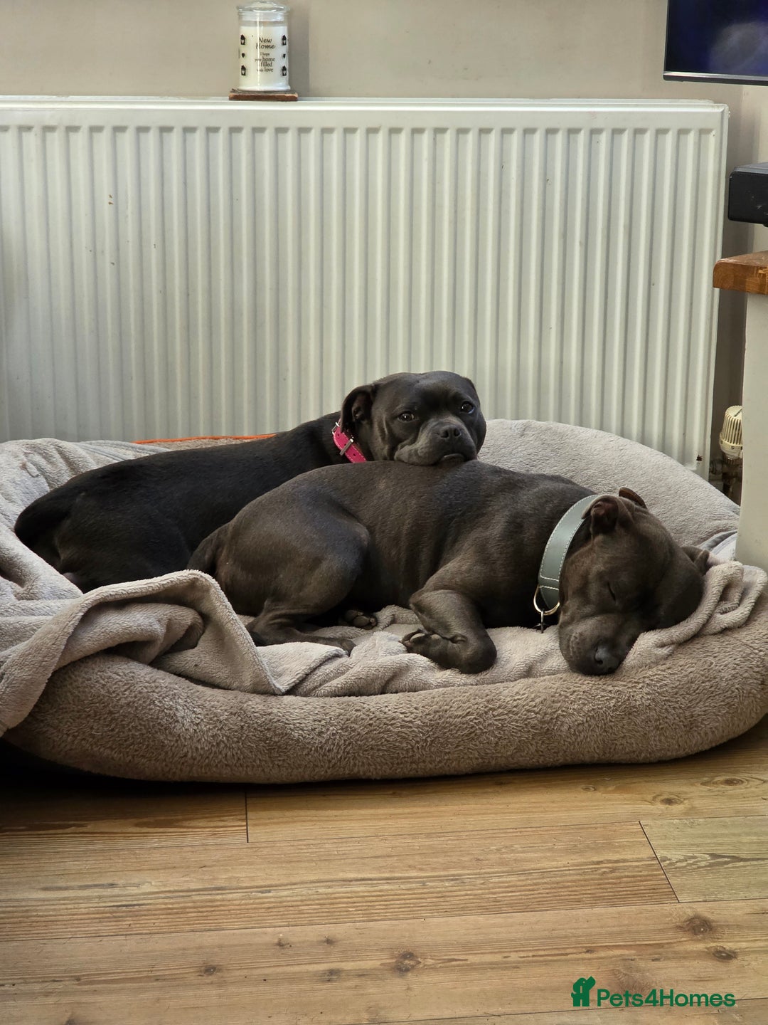 Staffordshire Bull Terrier dogs for sale: 6 Beautiful Staffordshire bull terrier puppies, - Image 4