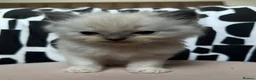 Ragdoll cats for sale: Tica Pedigree cherubim kittens - Advert 4