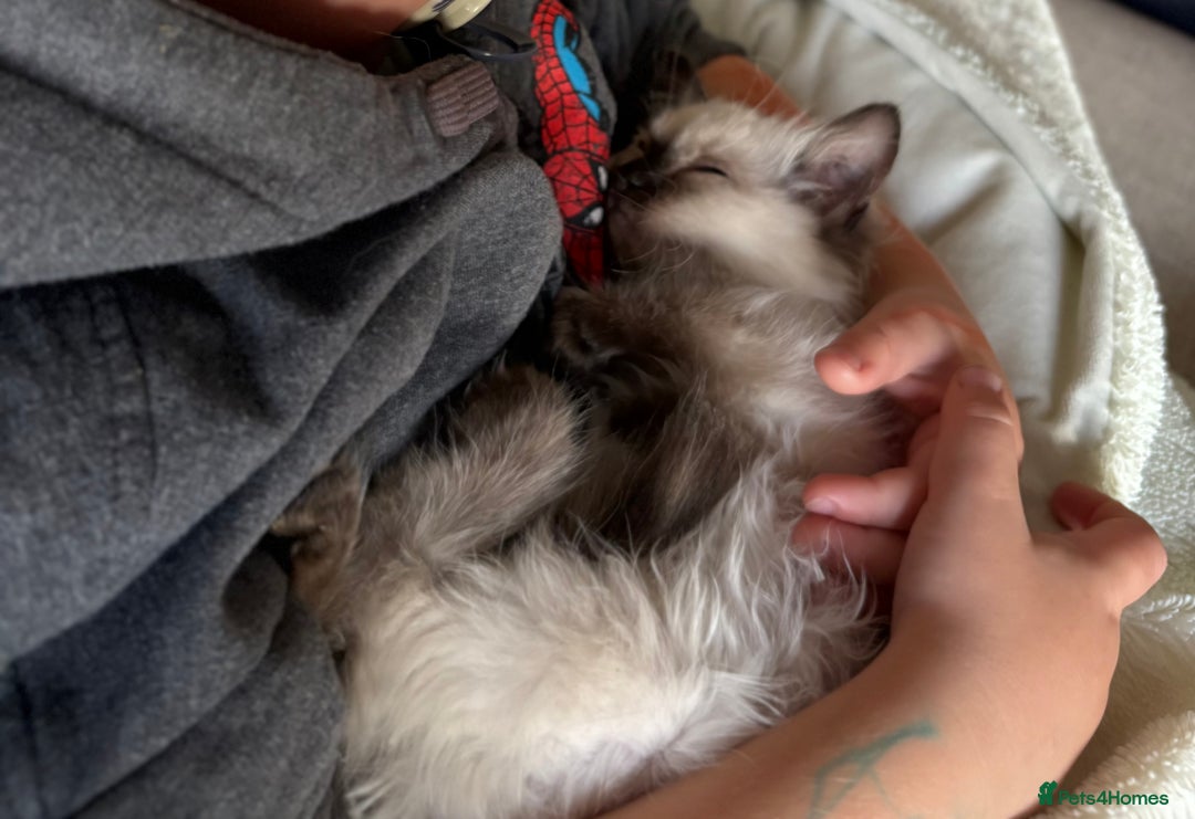Ragdoll cats for sale: Pure ragdoll kitten - Image 3