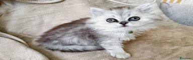 British longhair Kitten 5 - Cirrus
