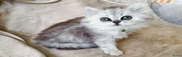 British Shorthair cats for sale: Last boy!! British longhair 🩶Ready to go 19/06 - Advert 16