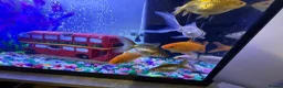 Other/Mixed Breed fish for sale: 7 Goldfish & 100L Fish Tank - Advert 3