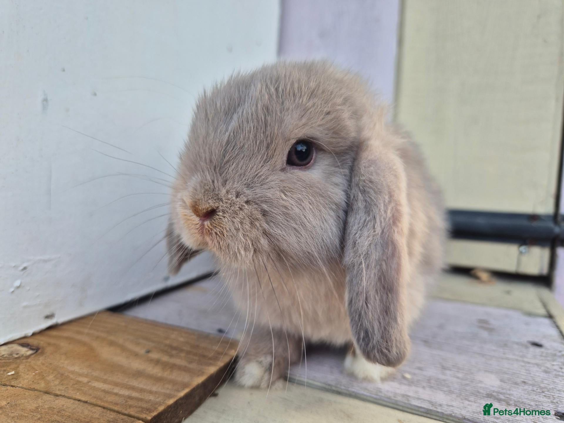 Mini Lop rabbits 🍓Gorgeous mini lop babies 🍓 - Advert 2