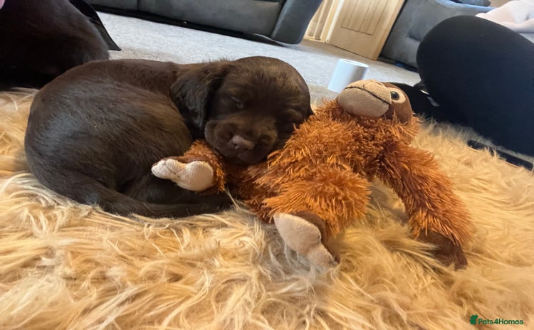 Cocker Spaniel dogs Cocker spaniel puppies - Advert 4