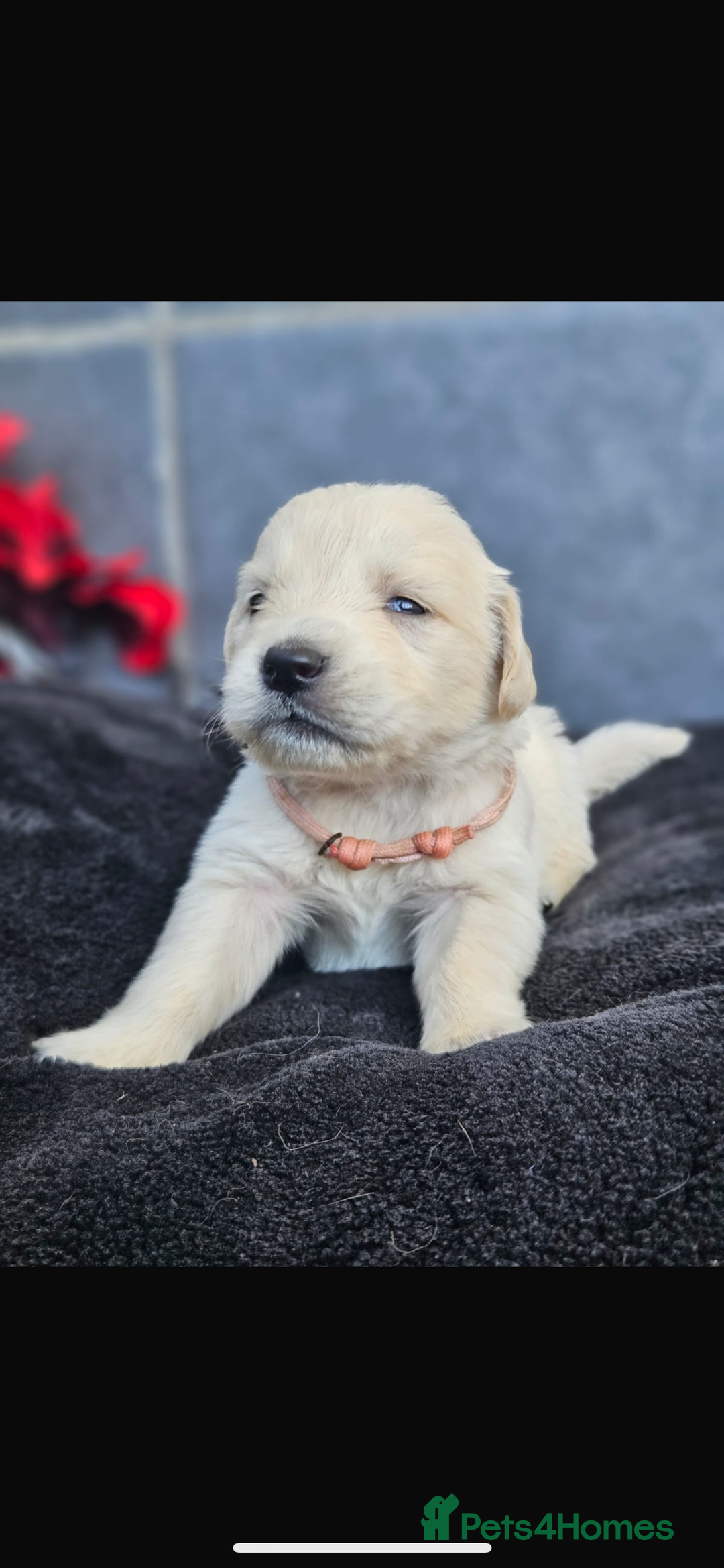 Golden Retriever dogs for sale: Gorgeous kc golden retrievers  - Image 7