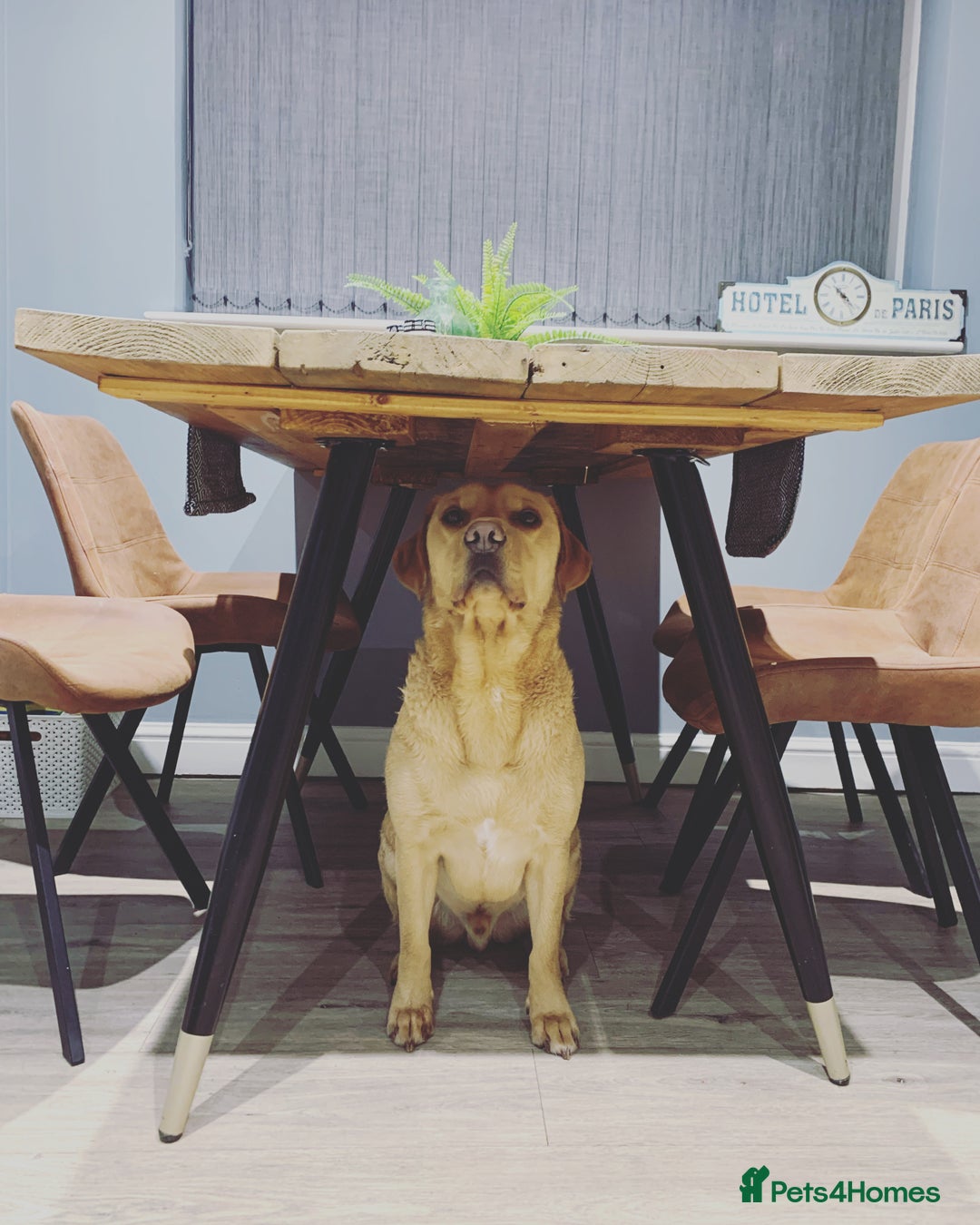 Labrador Retriever dogs for sale: My boy Lenny  - Image 25