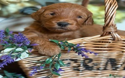 Mini Goldendoodle dogs for sale: Health tested Minature dark red/golden doodles  - Image 2