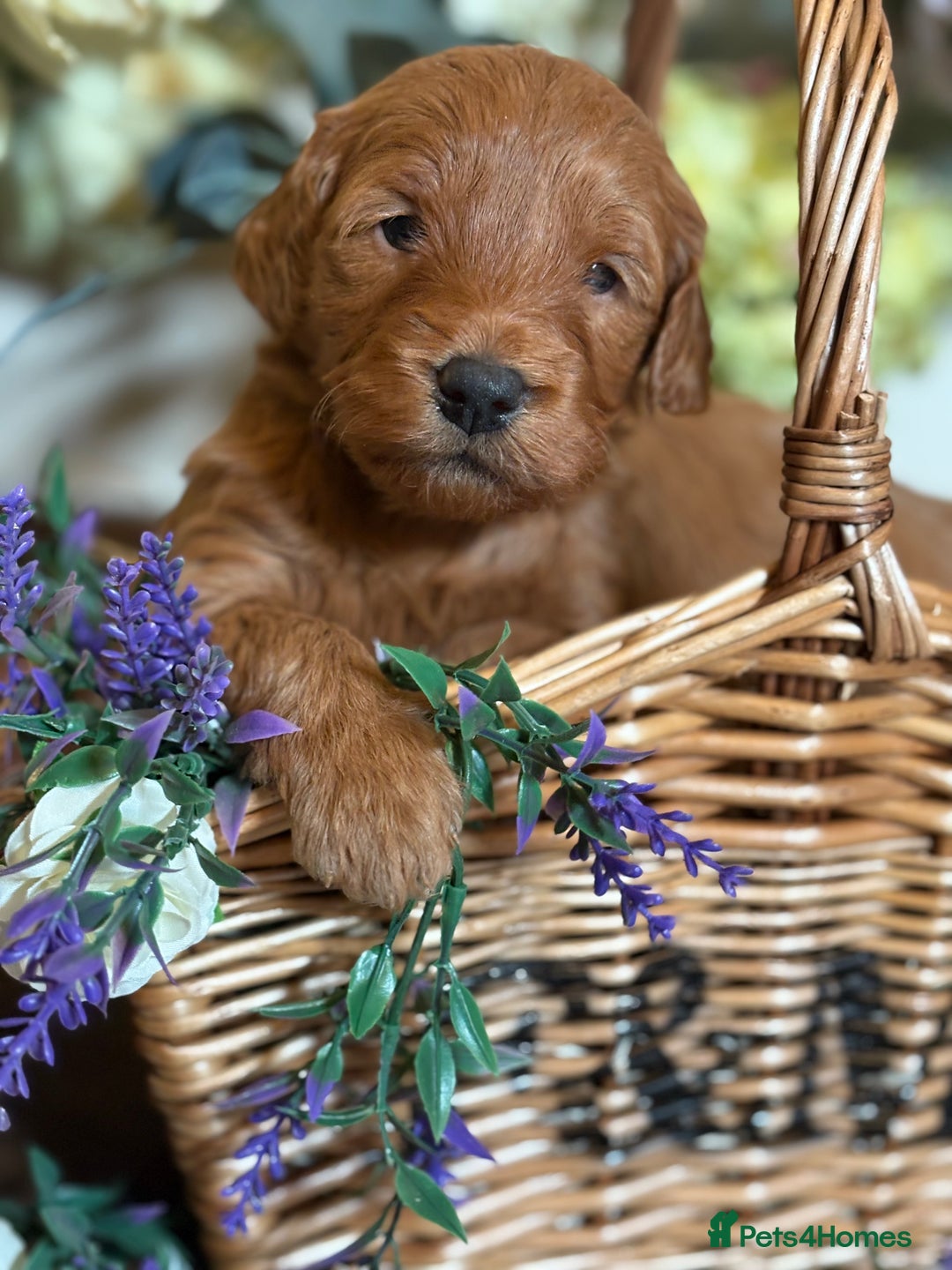 Mini Goldendoodle dogs for sale: Health tested Minature dark red/golden doodles  - Image 2