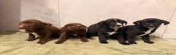 Mixed Breed dogs for sale: SURPRISE SURPRISE  - Advert 14
