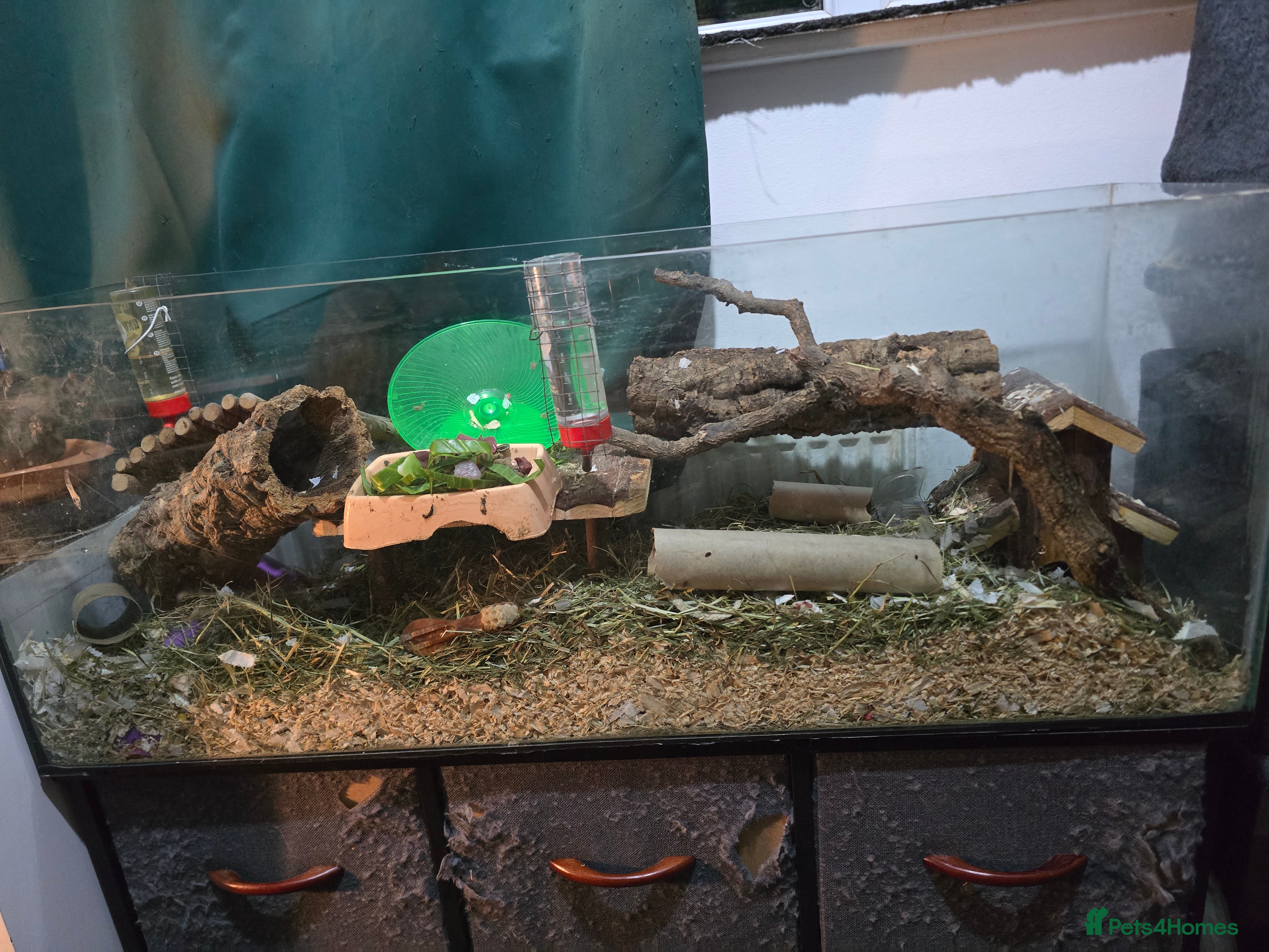 Mouse rodents Young mice (colony bred), possibly naked carriers - Advert 7