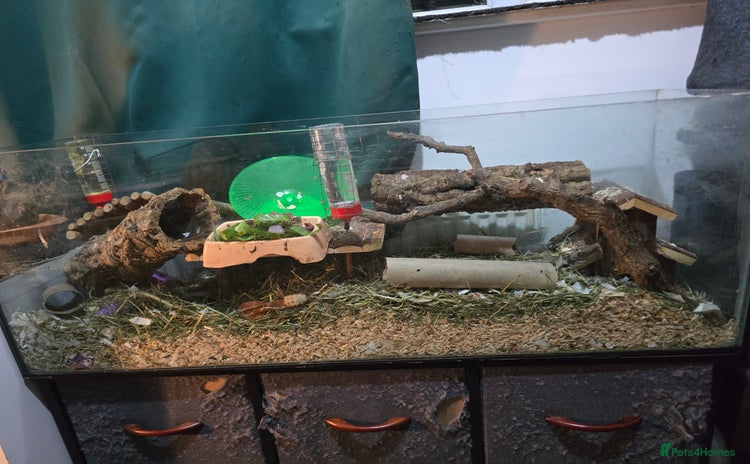 Mouse rodents - Advert 10