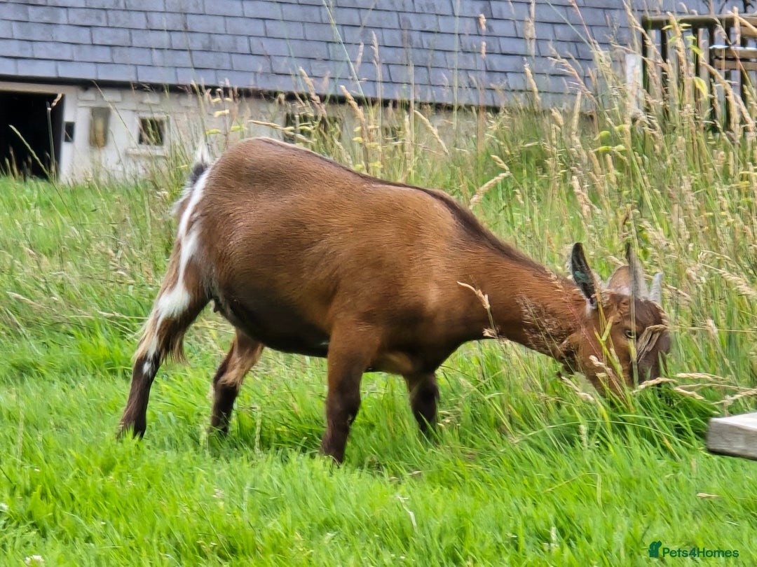 Goats livestock for sale: Four lovely pygmy goats for sale - Image 3