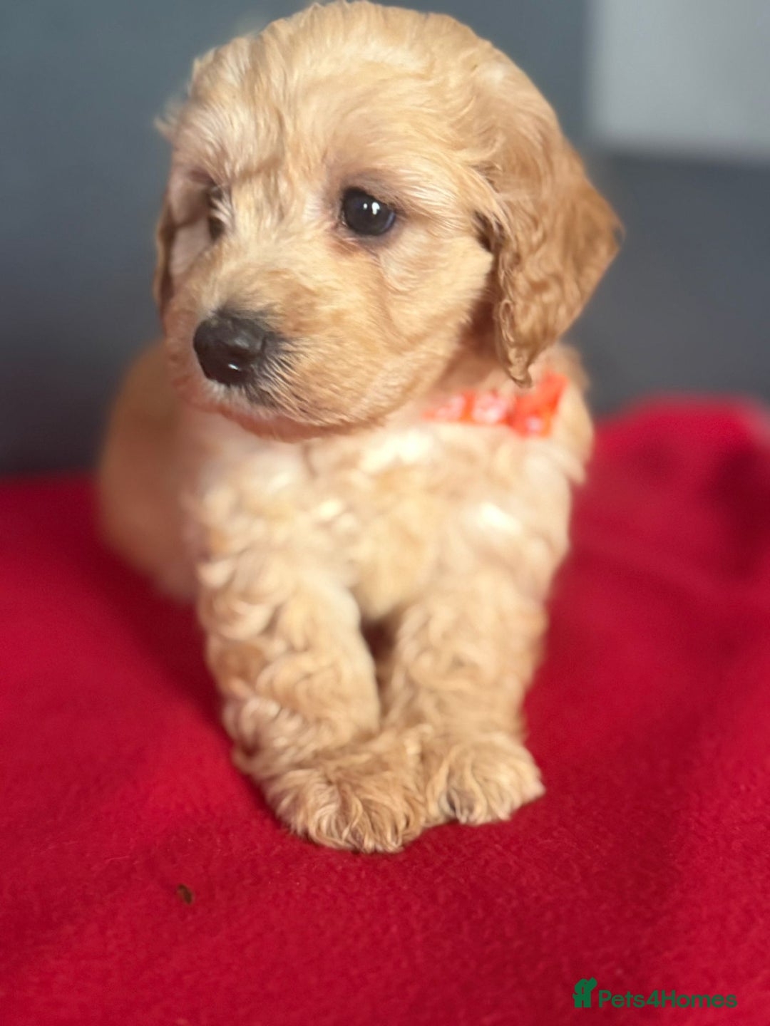Cockapoo dogs for sale: Gorgeous Cockerpoo puppies - Image 5