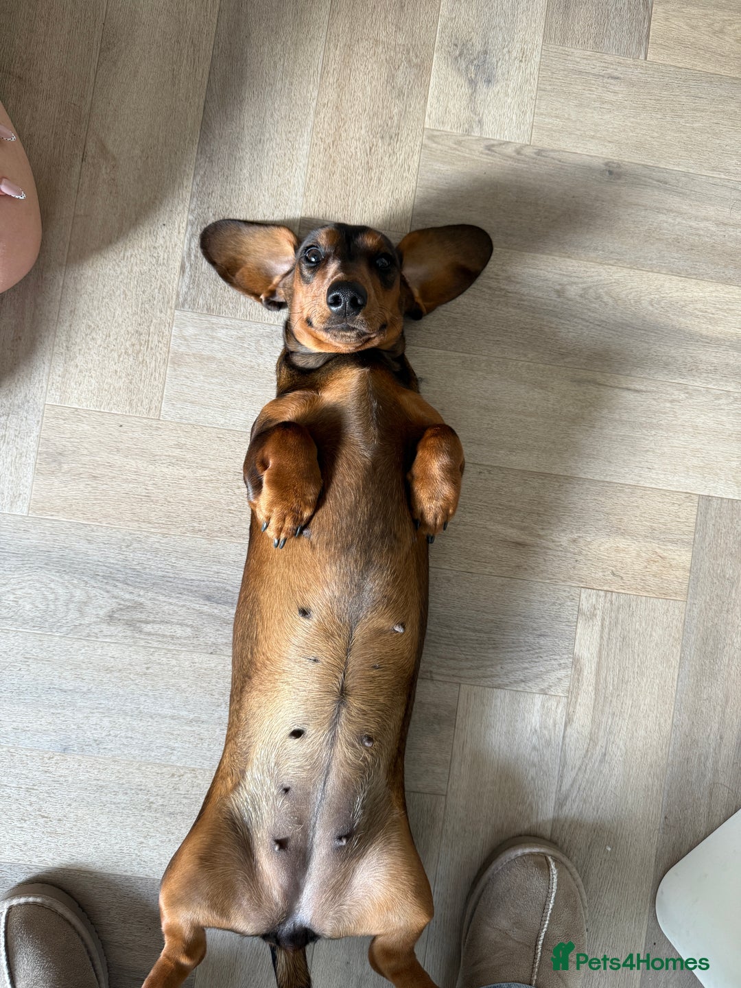 Miniature Dachshund dogs for sale: gorgeous fat mini dachshund  - Advert 3