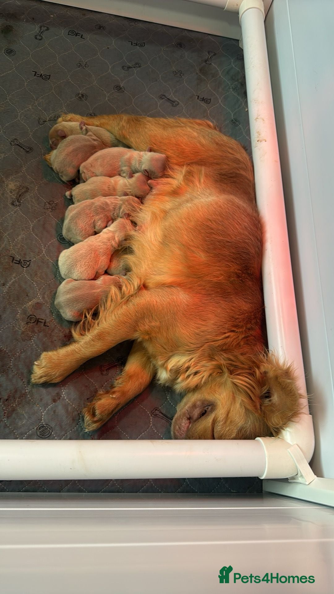 French Bulldog dogs for stud: Stud for breeding - Advert 4