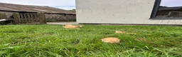 Mixed Breed cats for sale: Ginger Kittens for sale! Ready now!  - Advert 4