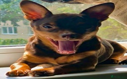 Russian Toy Terrier dogs for adoption: Skippy survival story - Image 2