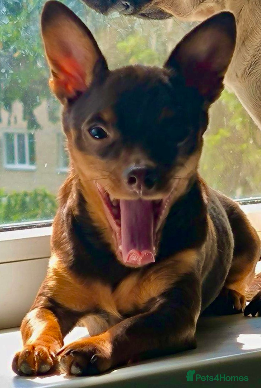 Russian Toy Terrier dogs for adoption: Skippy survival story - Image 2