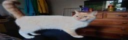 Mixed Breed cats for sale: 6 Cream brothers and one gray tortie girl for sale - Advert 19