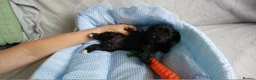 Cockapoo dogs for sale: 6 stunning cockerpoo 3 boys 3 girls  - Advert 21
