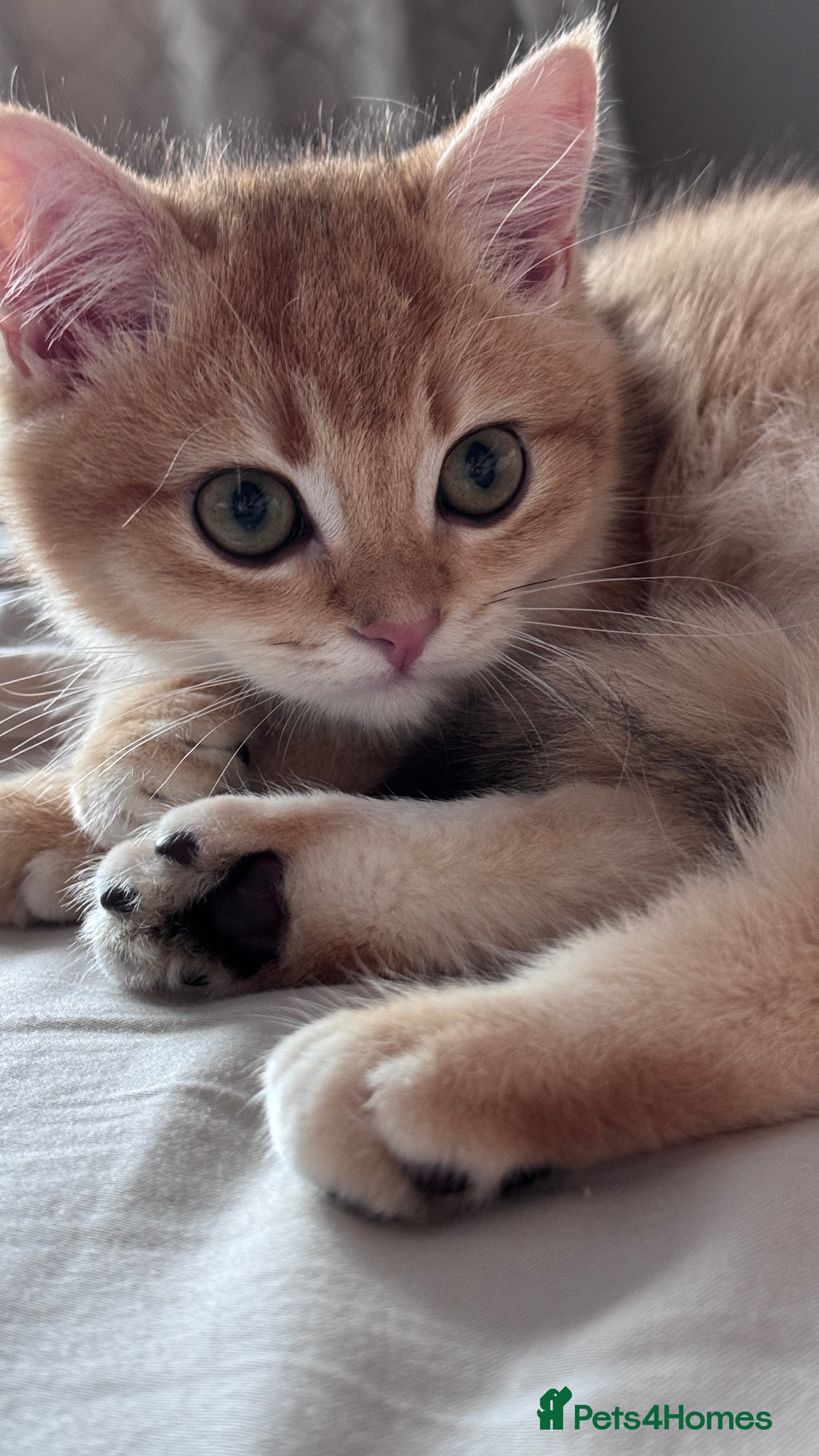 British Shorthair cats GCCF BSH ONE BOY READY TO GO GOLDEN BLACK TIPPED  - Advert 6