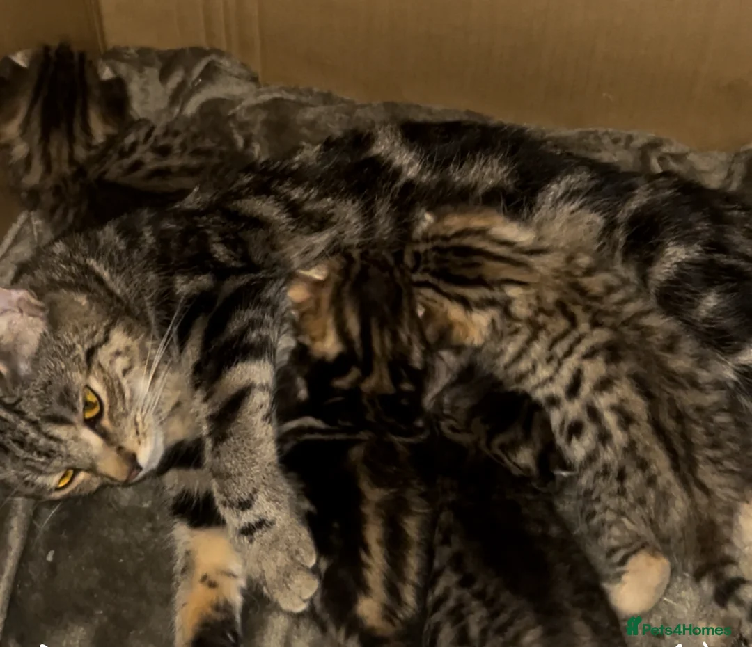 Bengal cats for sale: 4 beautiful half bengal kittens  - Advert 7