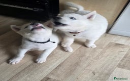 Akita dogs for sale: American akita puppies x10 - Image 14