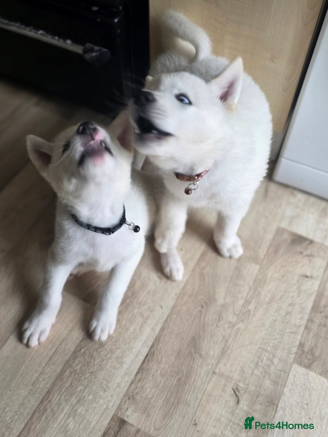 Akita dogs for sale: American akita puppies x10 - Image 14