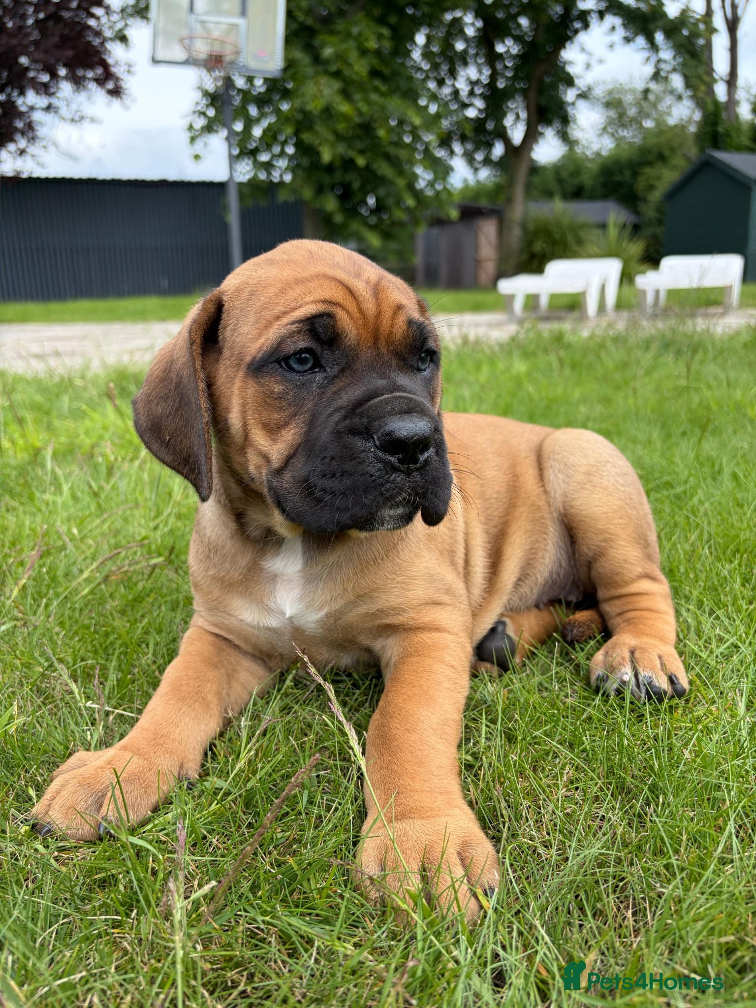 Cane Corso dogs Beautiful Cane Corso Puppies – 4 Girls 1 Boy - Advert 2