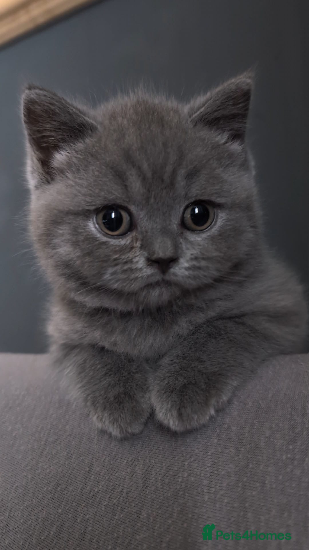 British Shorthair cats for sale: 🏆GCCF / TICA Active –🏅 PROVEN  - Advert 21