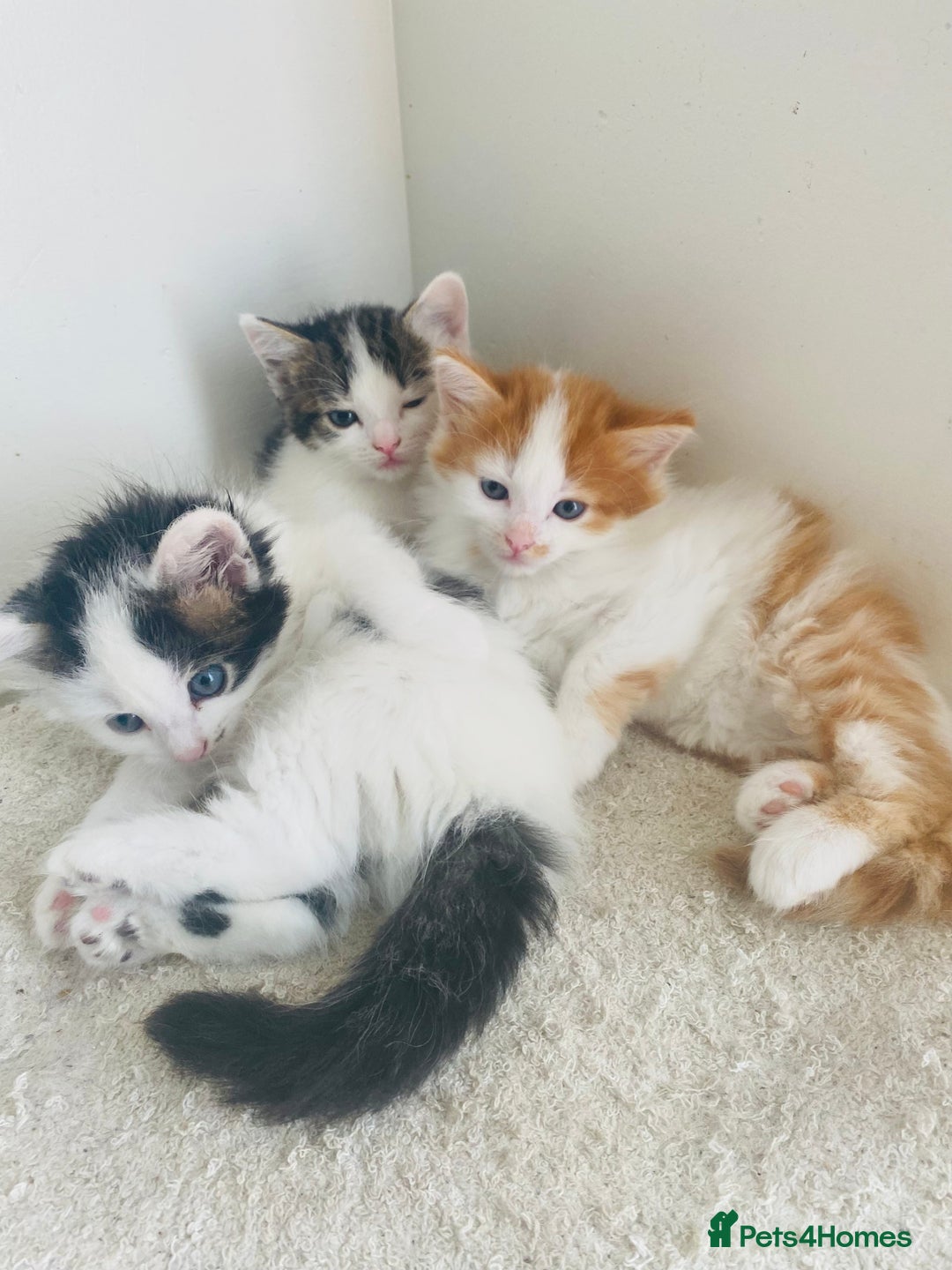 Mixed Breed cats for sale: Calico kitten  - Image 1
