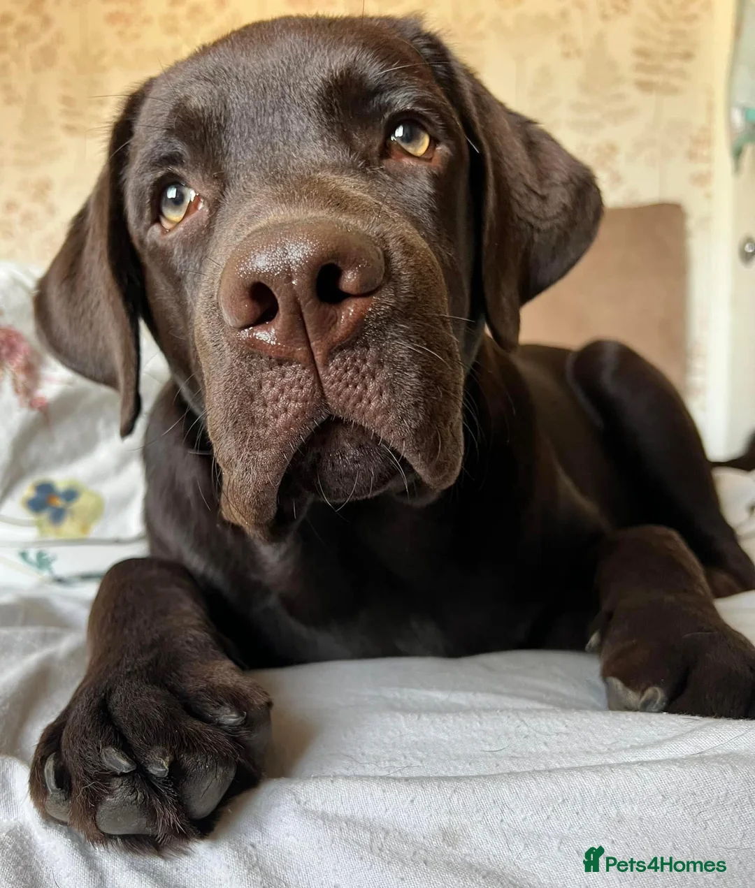 Labrador Retriever dogs for stud: HEALTH TESTED KC CHOCOLATE SHOW LABRADOR FOR STUD in Chesterfield - Advert 8