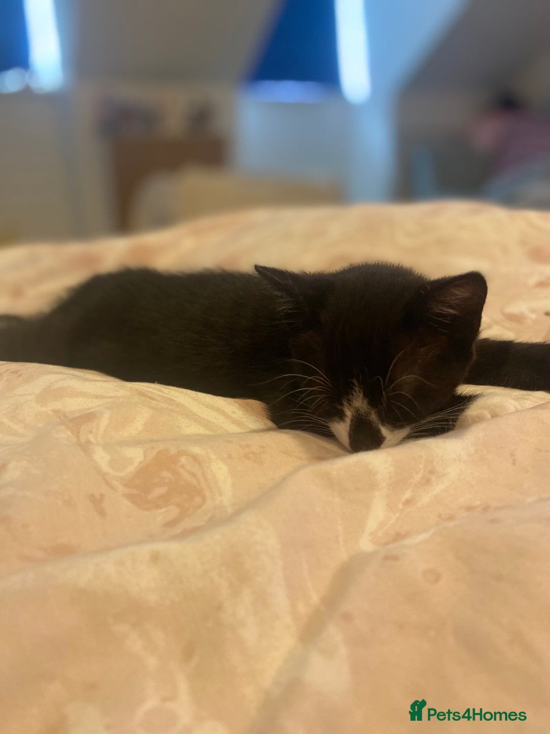 Mixed Breed cats for sale: 4 beautiful kittens for sale , 3 boys 1 girl  - Image 18