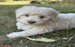 Maltipoo dogs for sale: 🌟 READY NOW 🌟 F1 Maltipoos  - Image 4